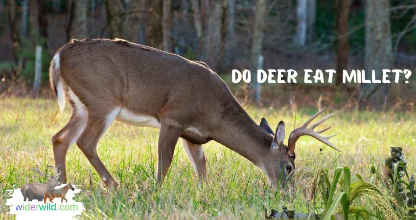 Do Deer Eat Millet