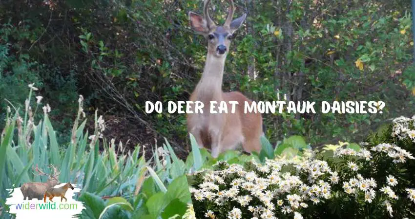 Do Deer Eat Montauk Daisies