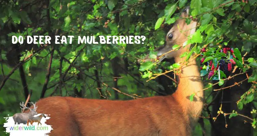 Do Deer Eat Mulberries