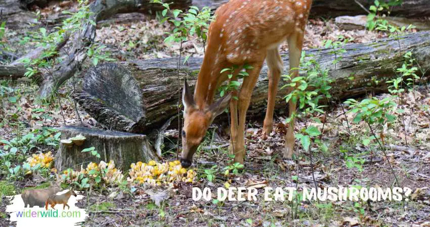 Do Deer Eat Mushrooms