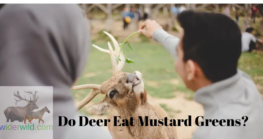 Do Deer Eat Mustard Greens?