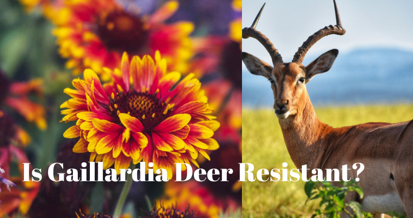 Is Gaillardia Deer Resistant?