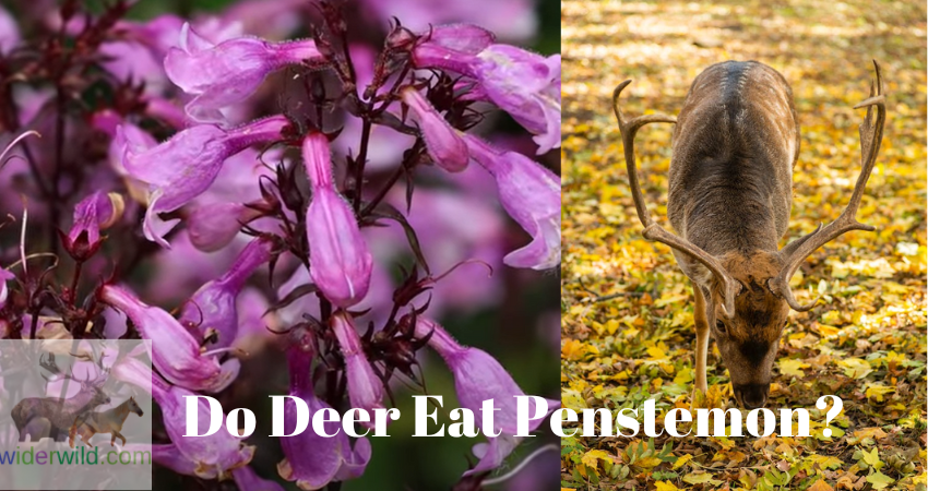 Do Deer Eat Penstemon?