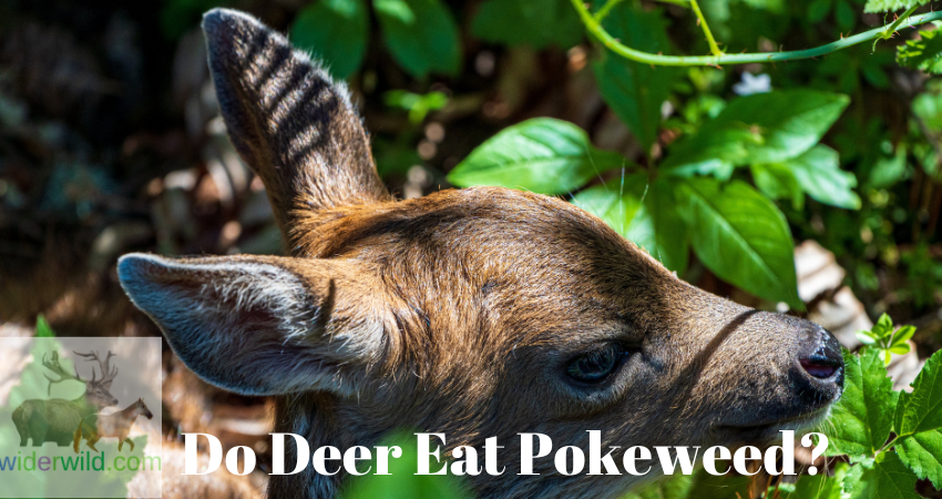 Do Deer Eat Pokeweed