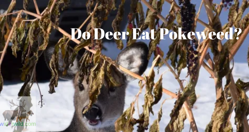 deer eating Pokeweed