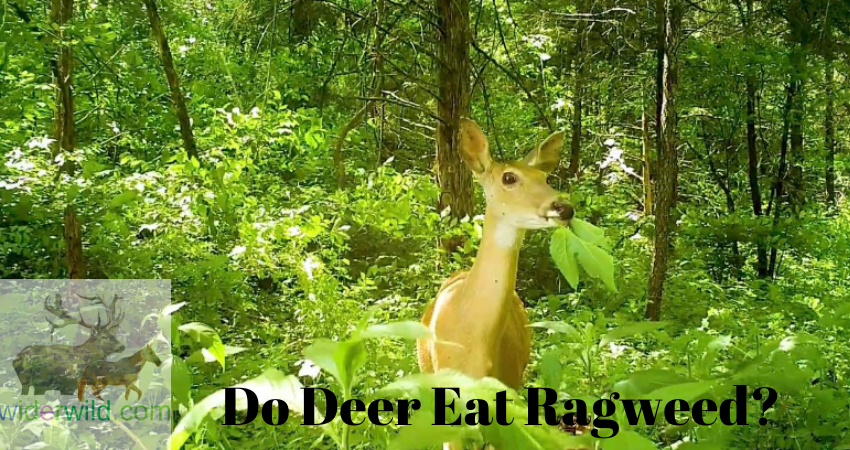 Do Deer Eat Ragweed?