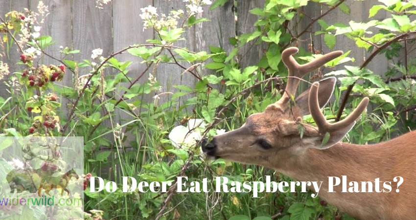 Do Deer Eat Raspberry Plants?