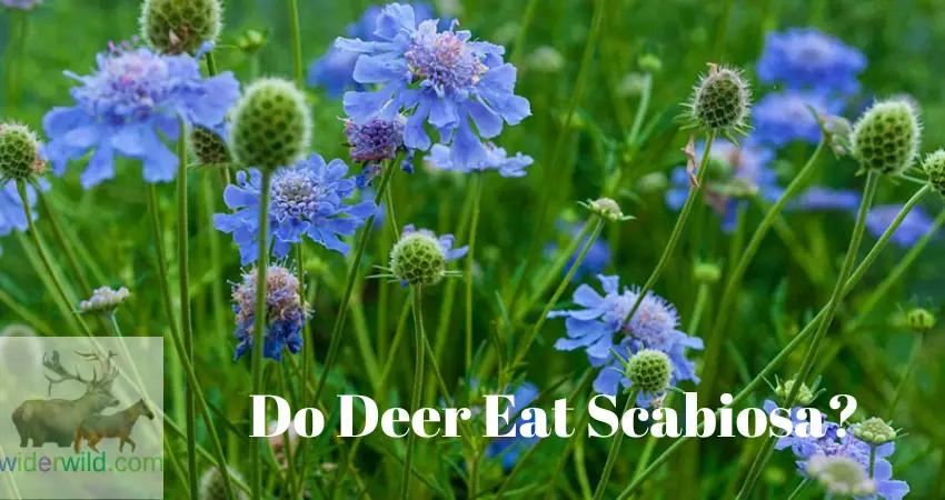 Do Deer Eat Scabiosa?