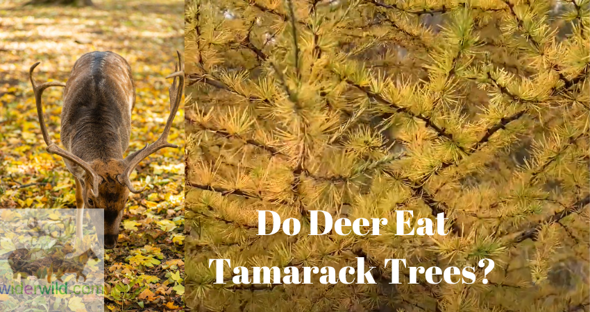 Do Deer Eat Tamarack Trees