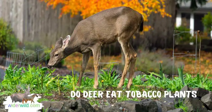 Do Deer Eat Tobacco Plants