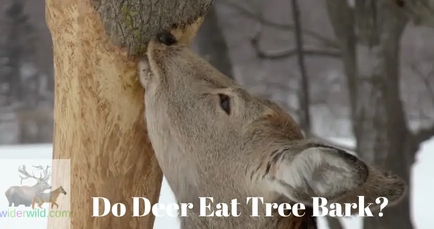 Do Deer Eat Tree Bark