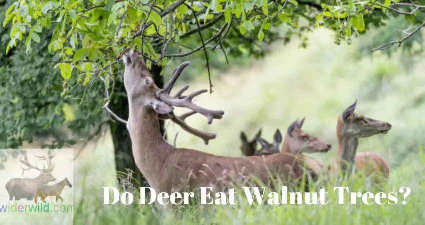 Do Deer Eat Walnut Trees?