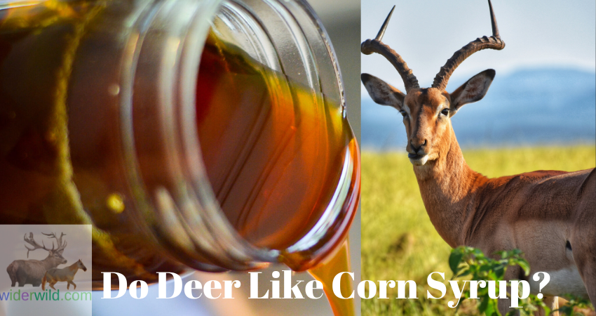 Do Deer Like Corn Syrup?