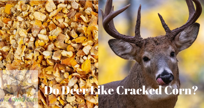 Do Deer Like Cracked Corn?