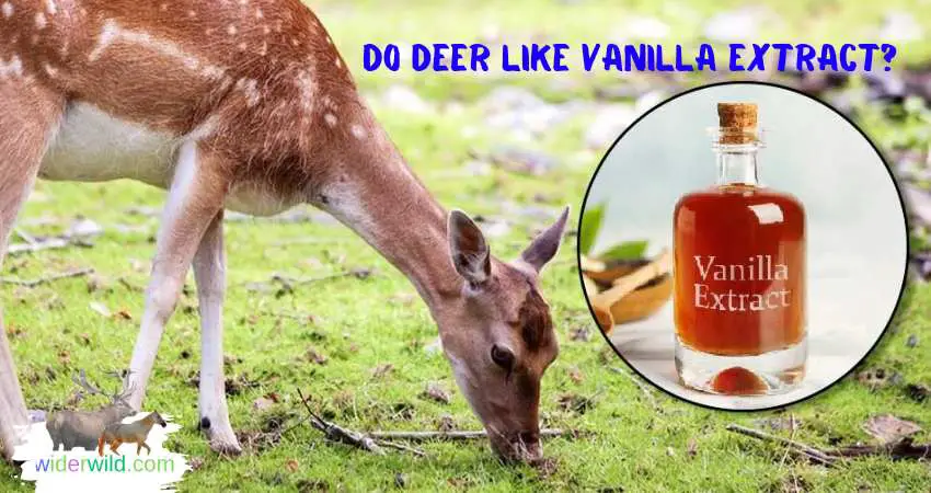 Do Deer Like Vanilla Extract