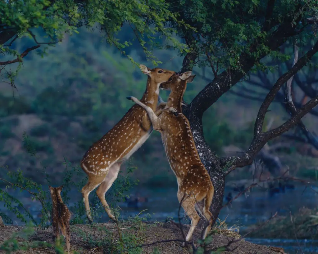 Mating In Deer Populations