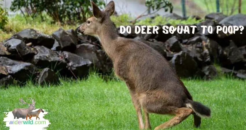 Do Deer Squat to Poop
