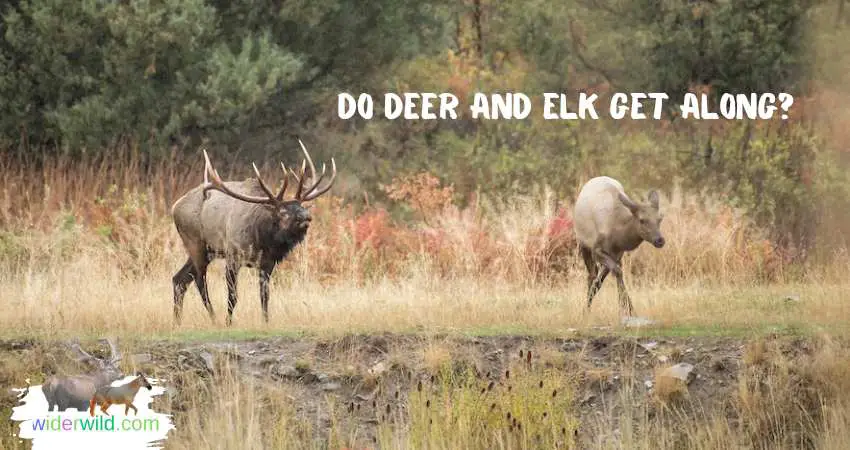 Do Deer and Elk Get Along