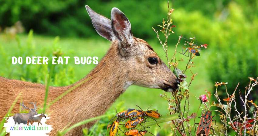 Do Deer eat bugs?