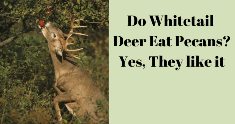 Do Deer Eat Pecans? Nutritional Choices of Deer - Explore the Best ...