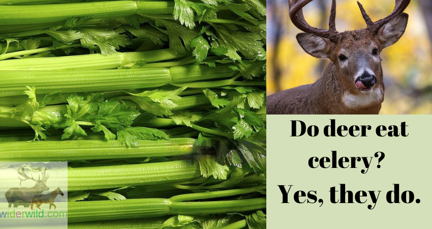 Do deer eat celery