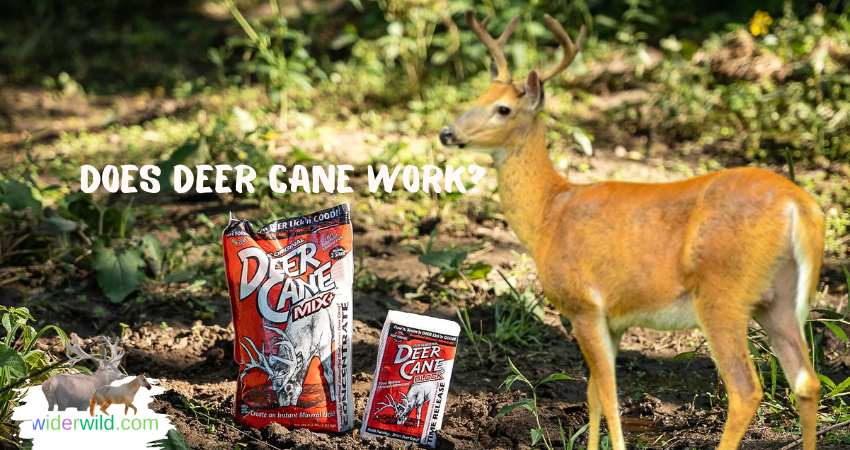 Does Deer Cane Work