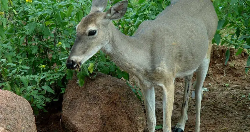 Factors Influencing Deer Feeding Behavior