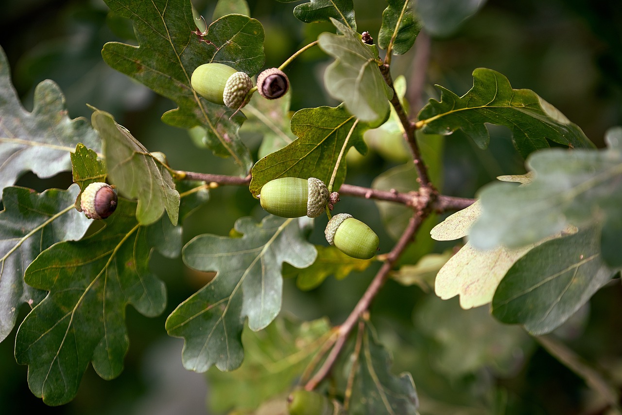 Feeding Frenzy: Do Deer Eat Green Acorns? - widerwild.com