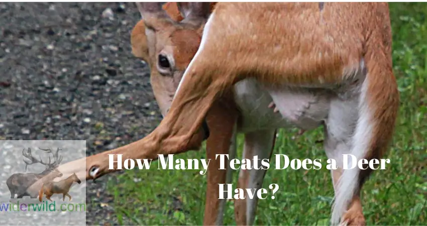 How Many Teats Does a Deer Have?