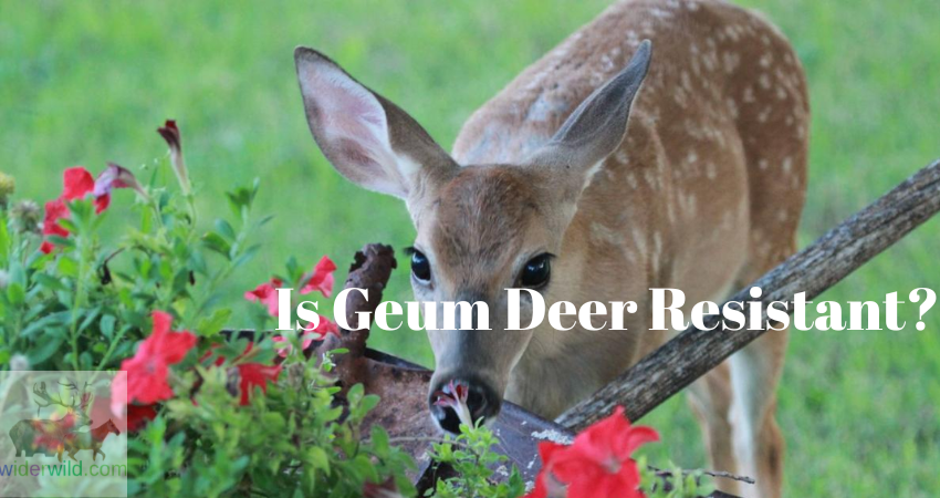 Is Geum Deer Resistant?