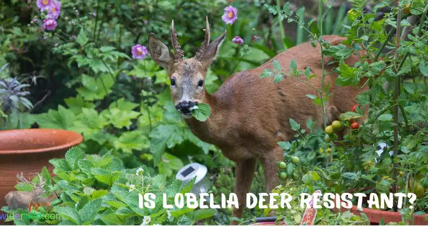 Are Lobelia Plants Deer Resistant?