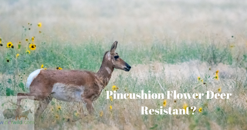 Pincushion Flower Deer Resistant