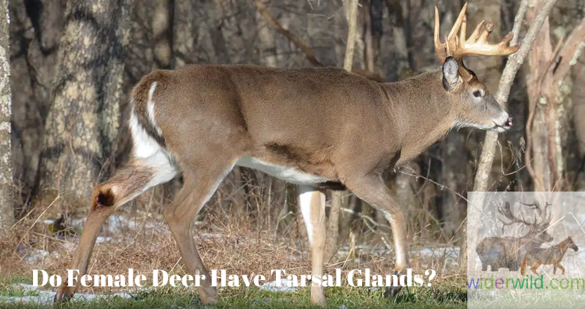 Do Female Deer Have Tarsal Glands?