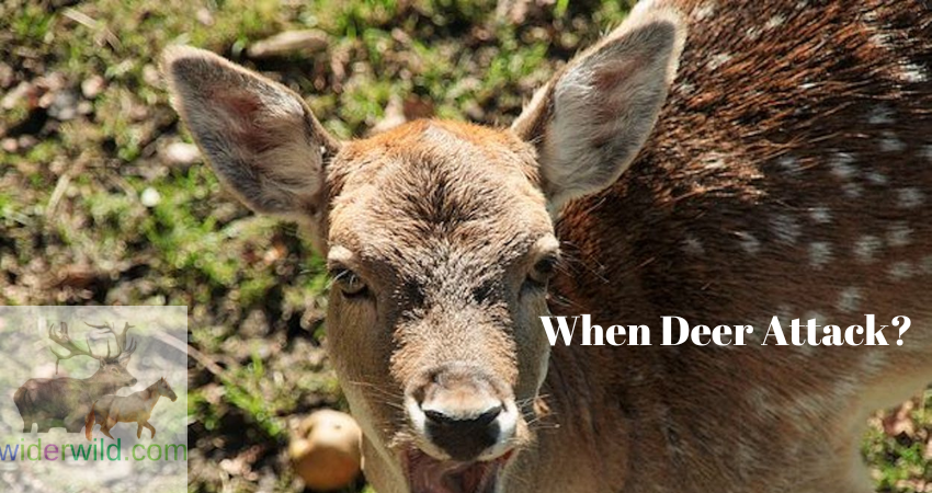When Deer Attack?