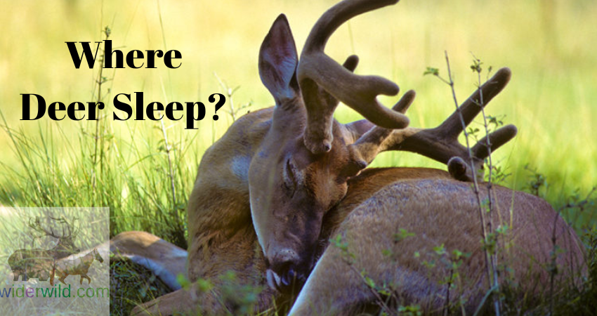 Where Deer Sleep?
