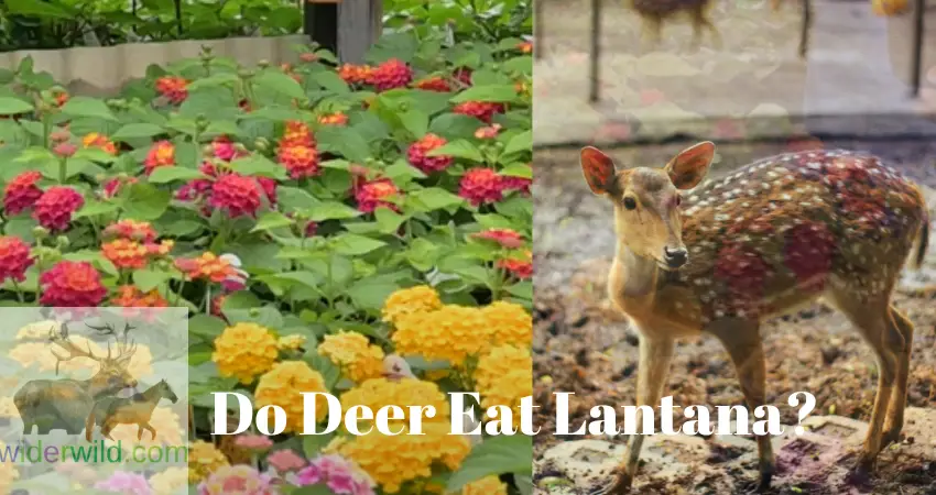 Do Deer Eat Lantana?