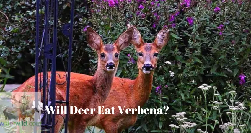 Will Deer Eat Verbena?