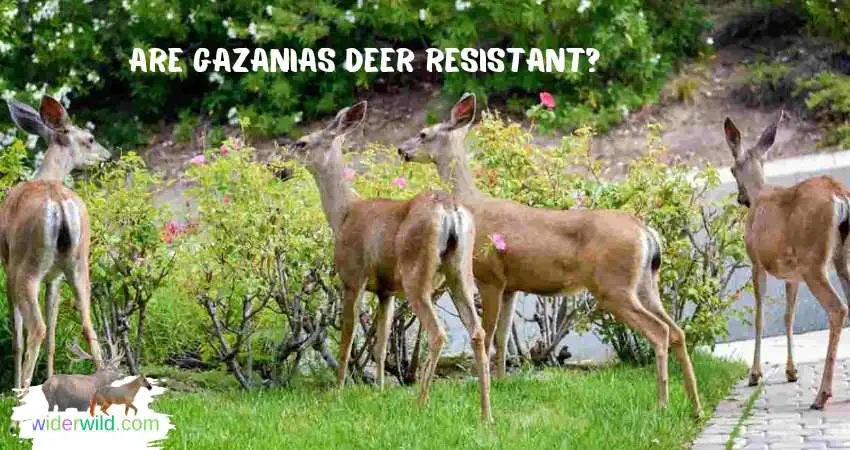 are gazanias deer resistant