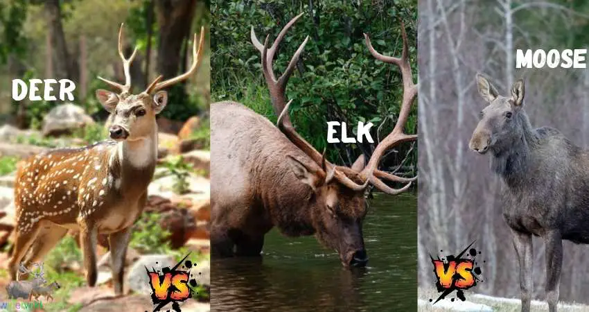 deer vs elk vs moose