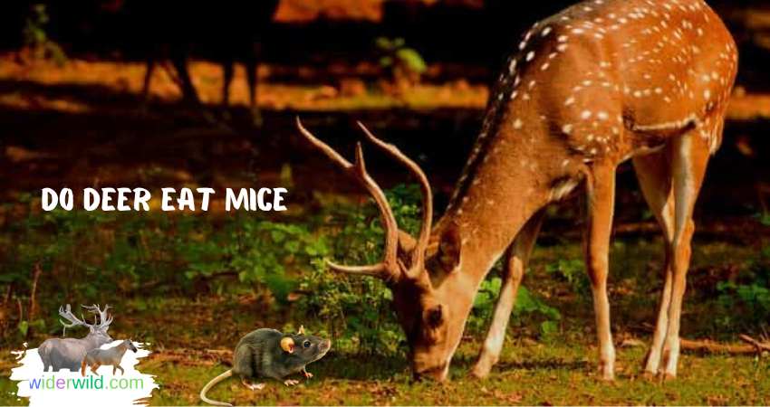 do deer eat mice