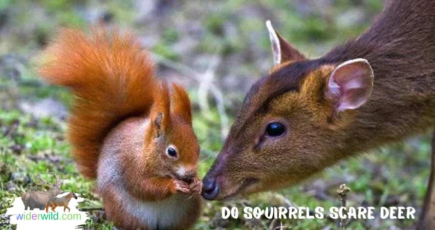 do squirrels scare deer