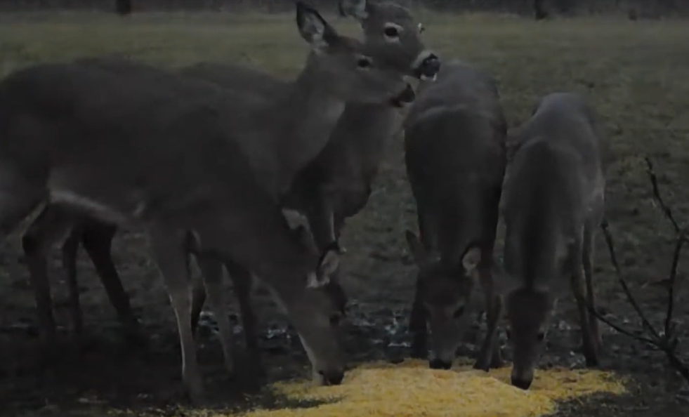 Feeding Cracked Corn To Deer
