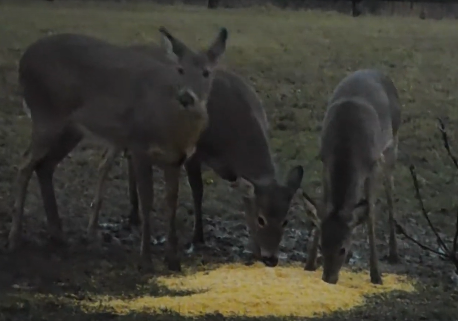 Why Should You Not Feed Deer Corn?