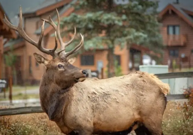 Mighty Elk looking for something