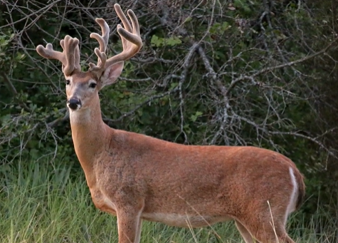 Physical Characteristics of Mule Deer Vs Blacktail Deer
