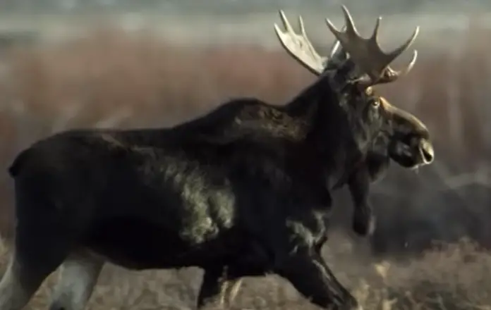Majestic Moose: A Fascinating Insight