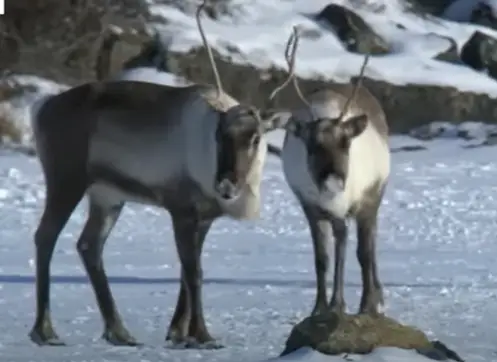 Reindeer