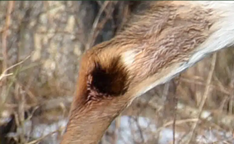 Deer Have Tarsal Glands
