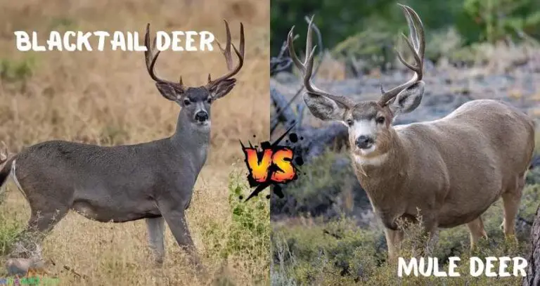 Mule Deer Vs Blacktail Deer: A Battle of Rogues - widerwild.com