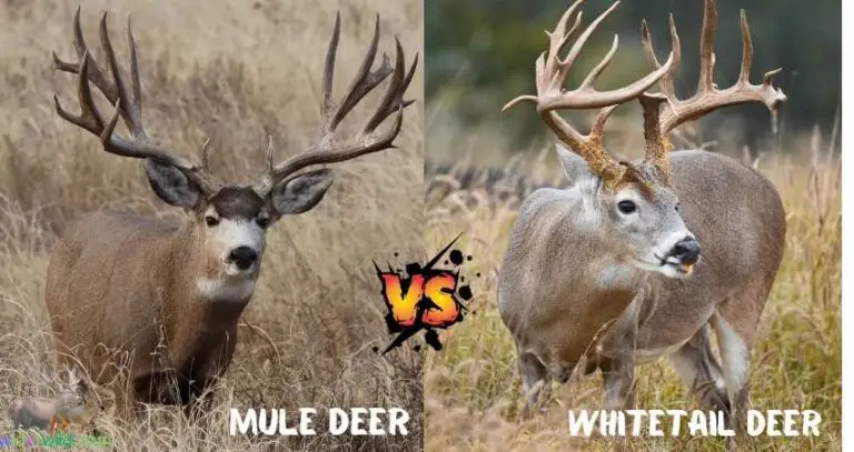 Mule Deer Vs Whitetail: A Comparative Analysis of Two Majestic Species ...